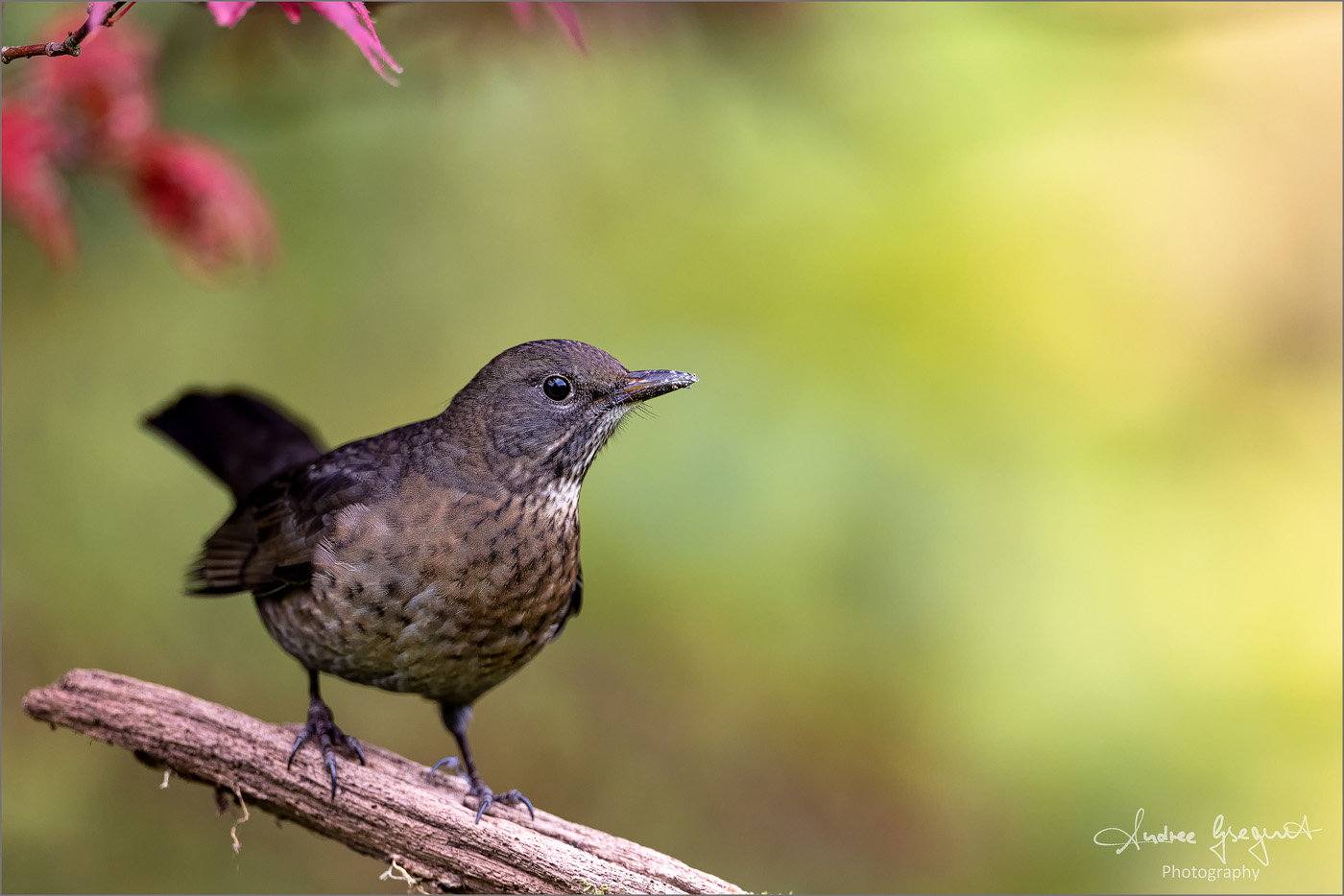 Mrs Blackbird