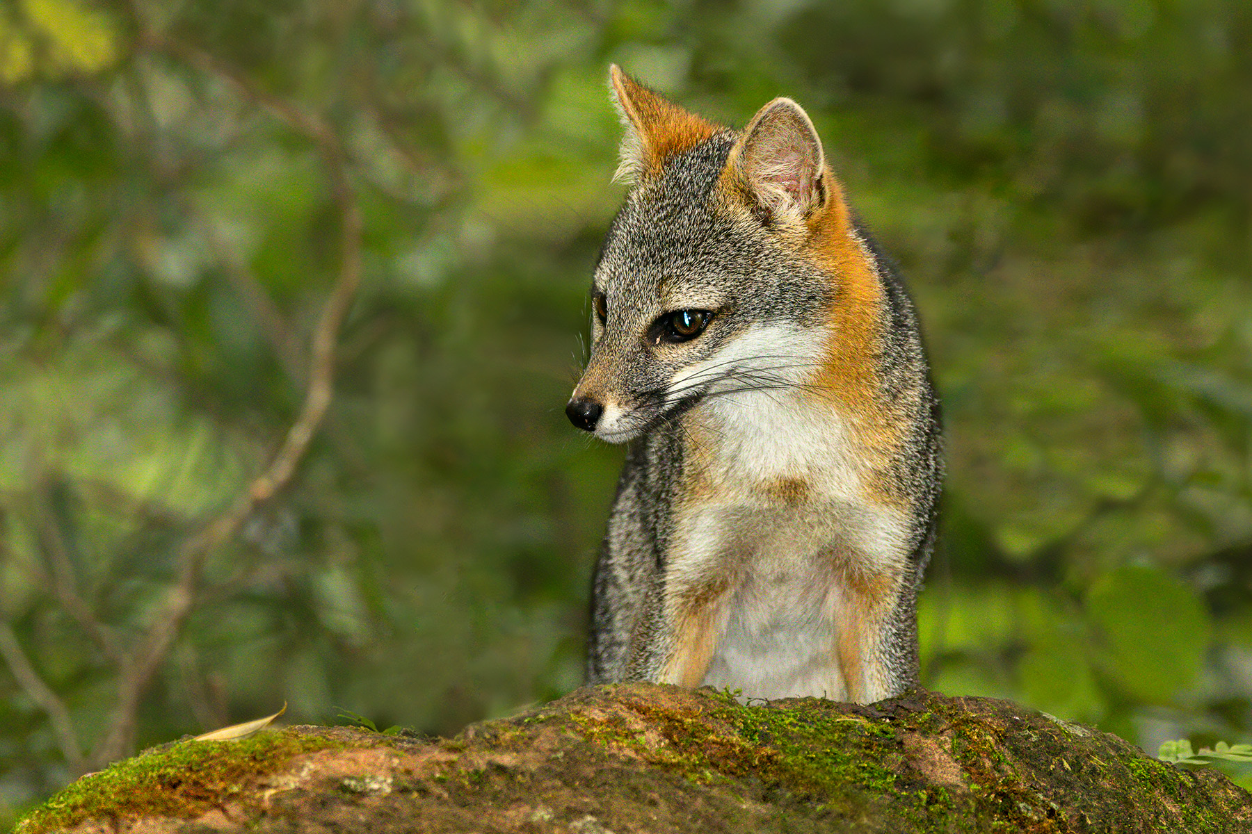Graufuchs
