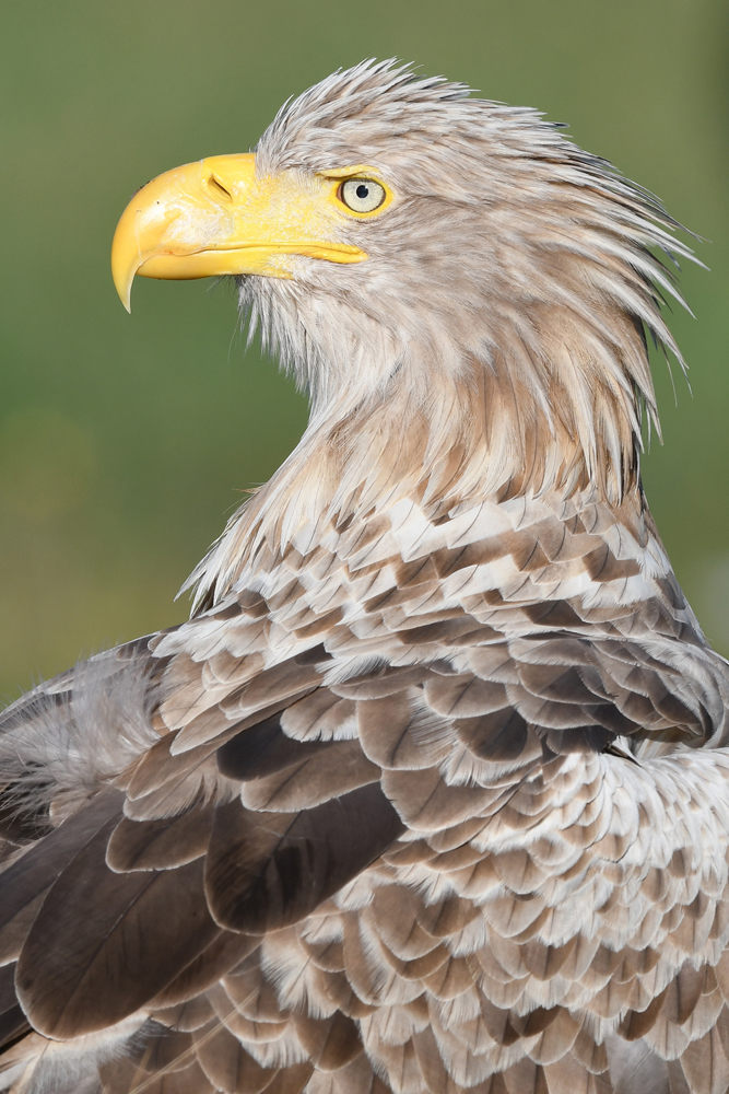 Seeadlerportrait