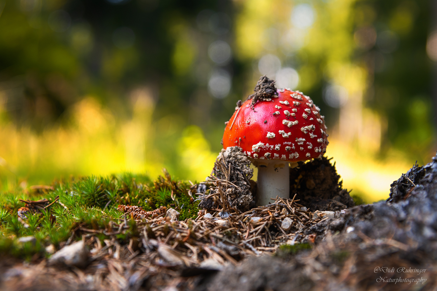~Roter Fliegenpilz~