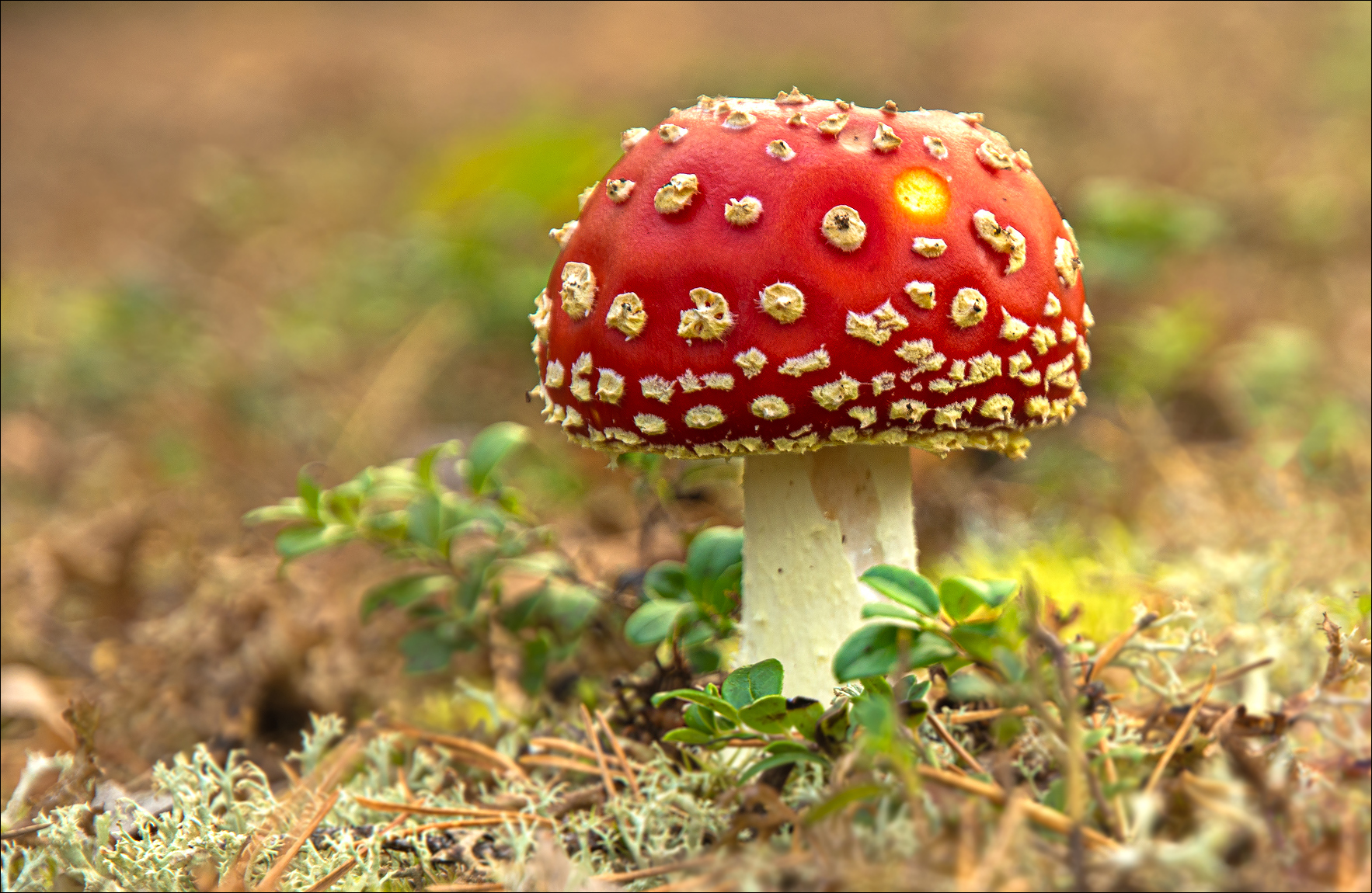 ~Roter Fliegenpilz~ (Forum für Naturfotografen)