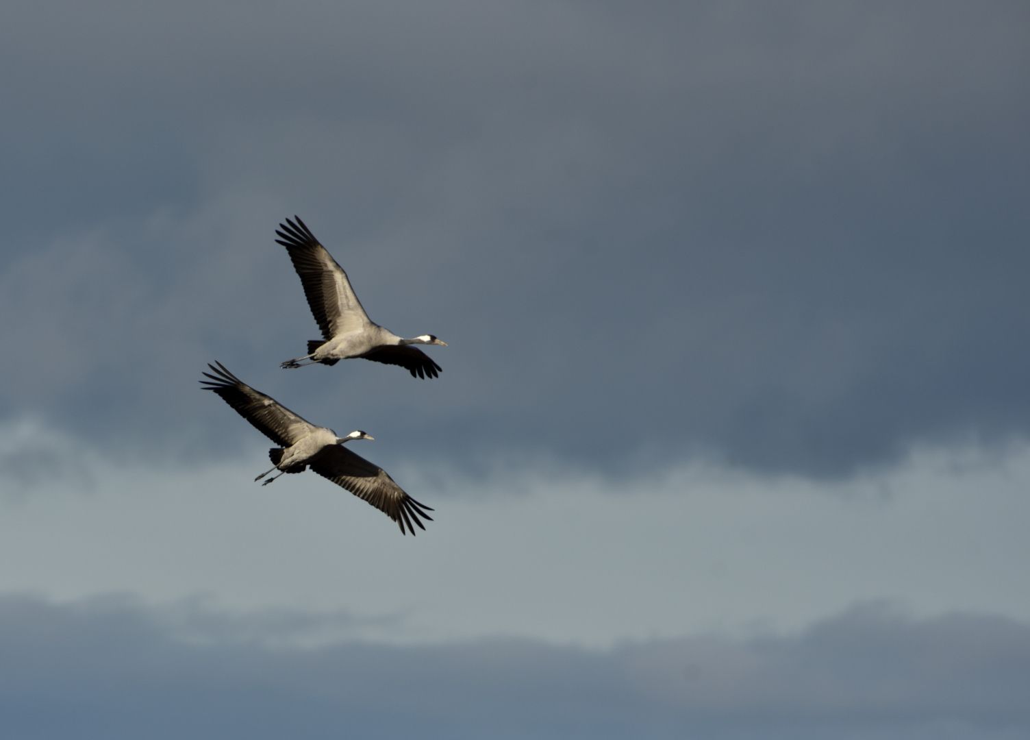 Kranichpaar im Synchronflug