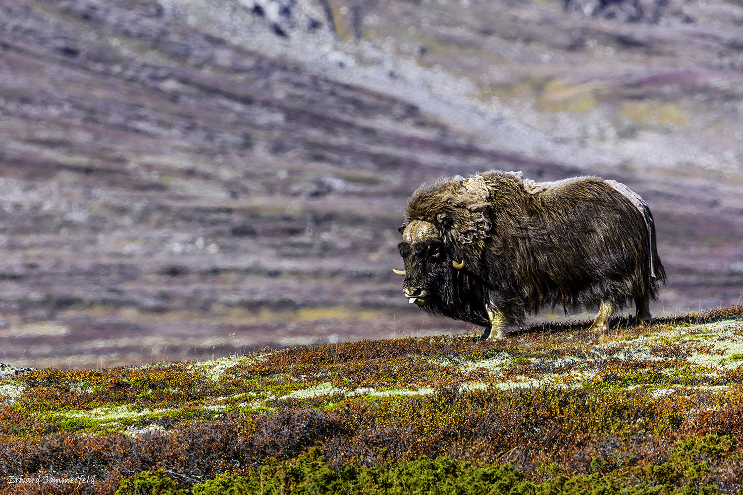 Dovrefjell Moschusochse