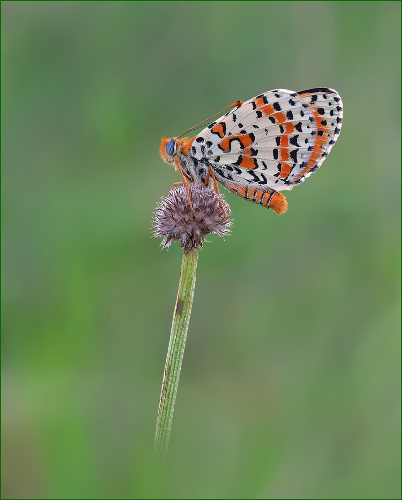 *Melitaea didyma_2*