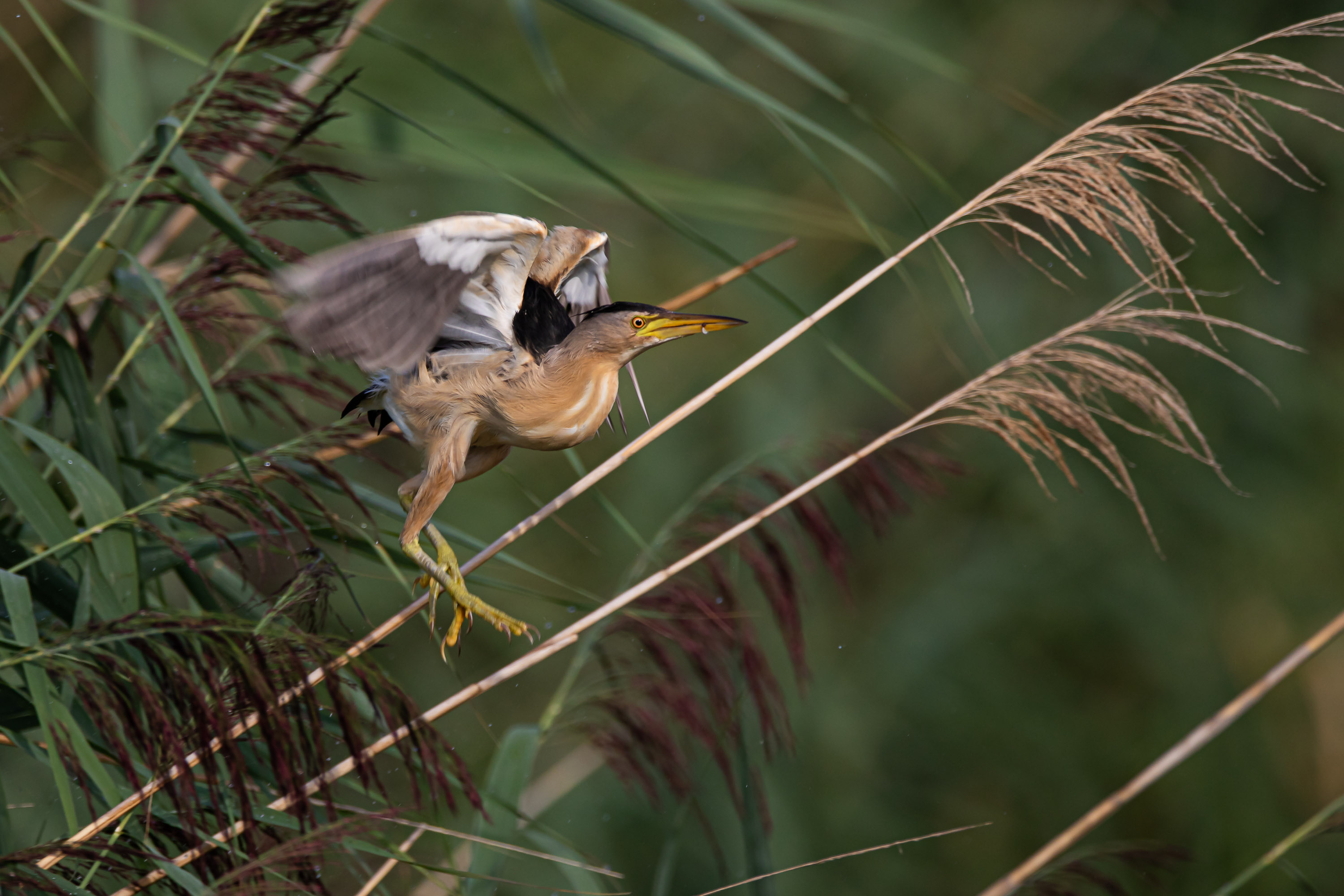 Take-off