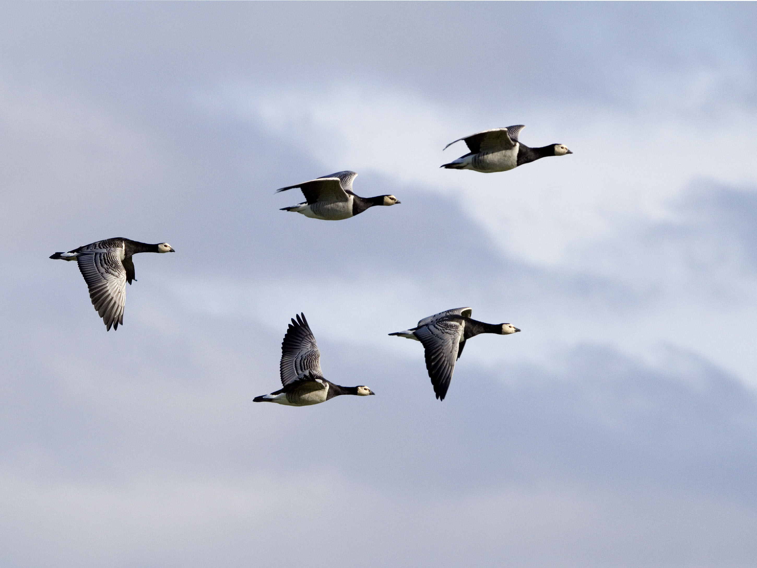 Die elegante Gans