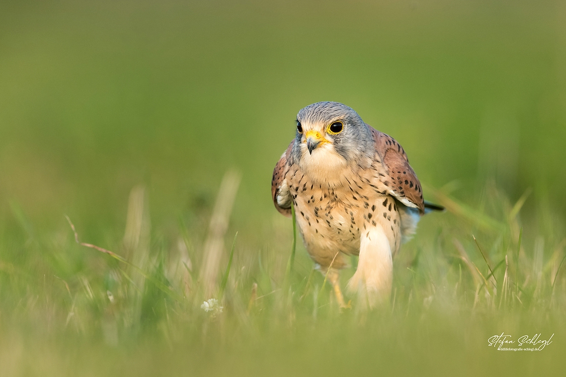 Turmfalke