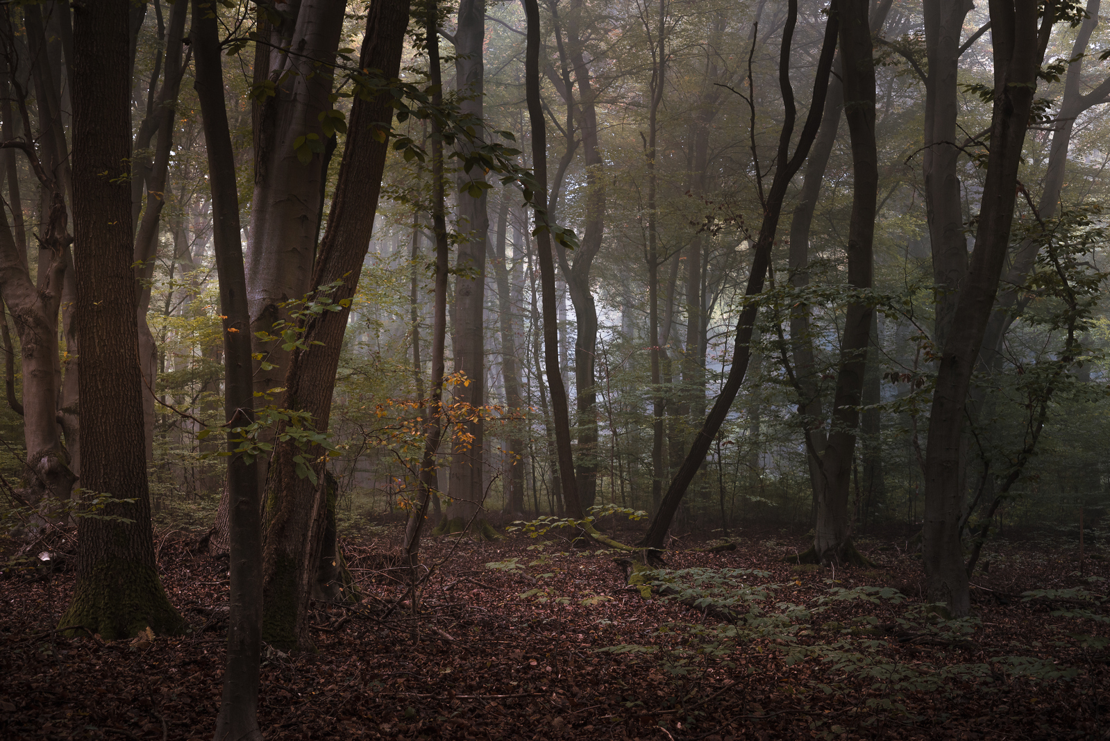 Oktobermorgen im Mischwald