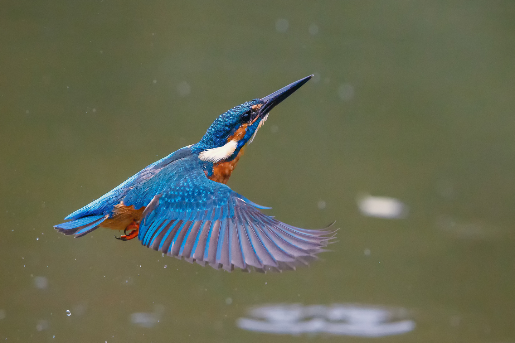 Eisvogel