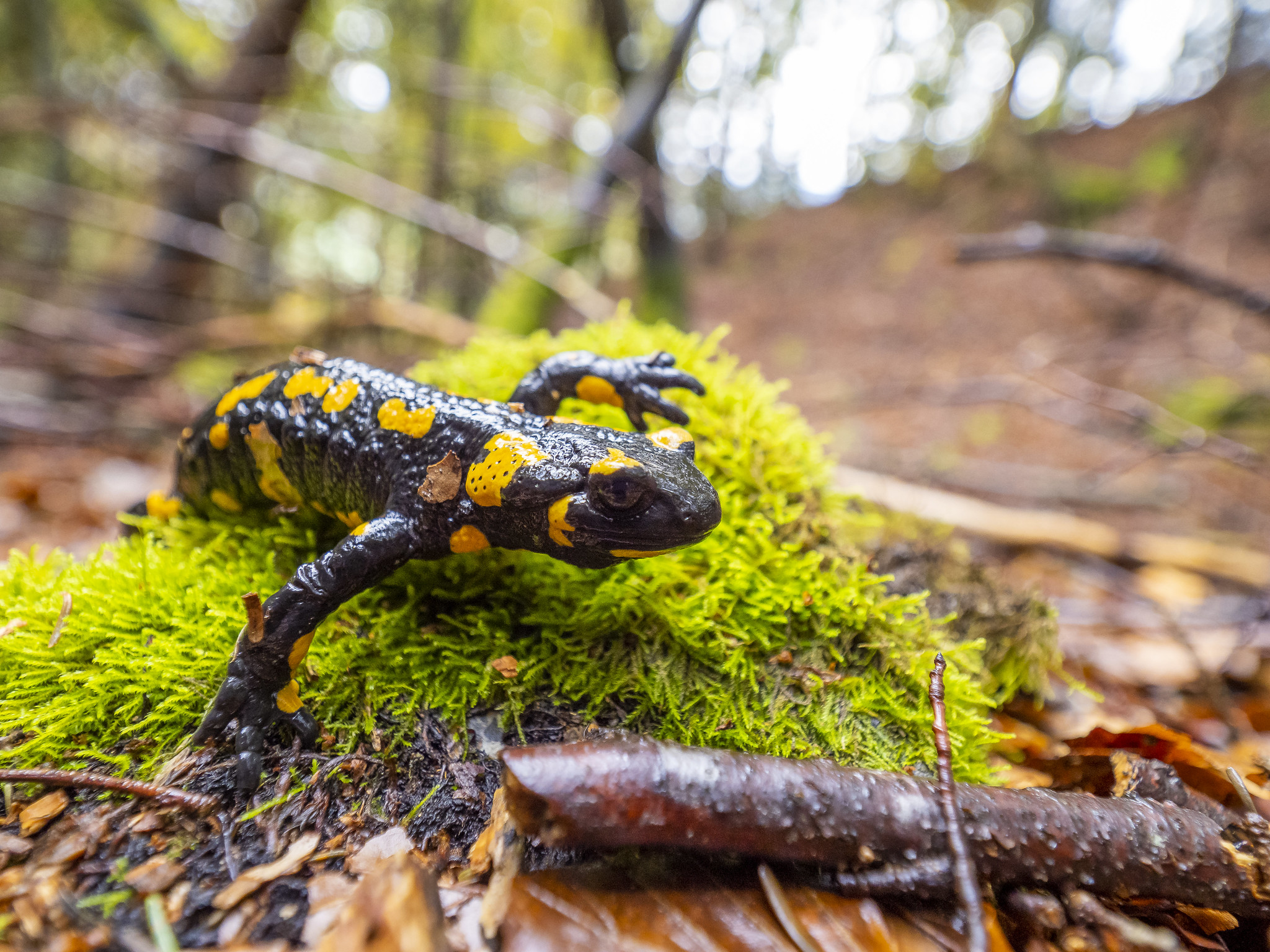 Feuersalamander im Moos