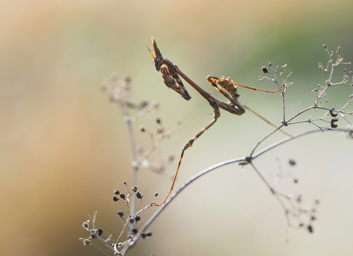 Miniempusa im Gegenlicht