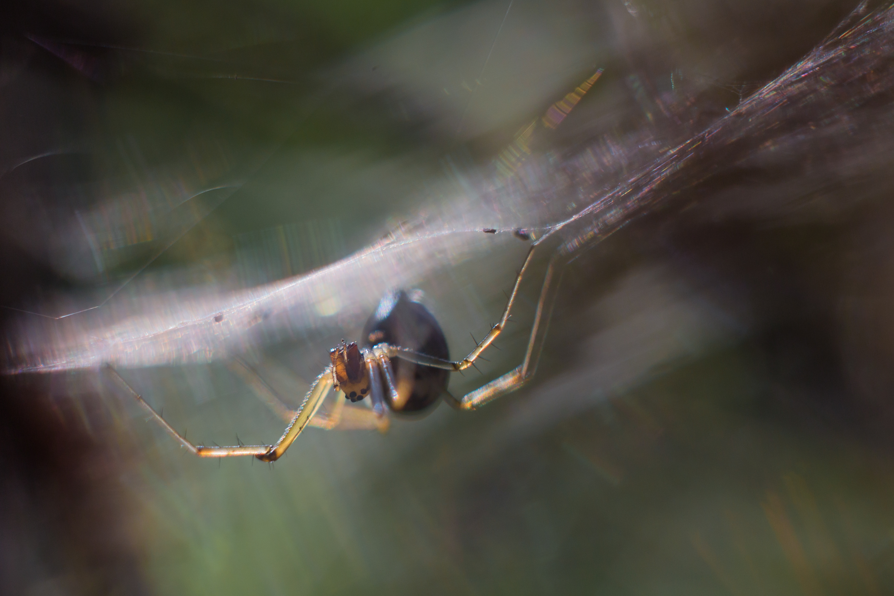 Gemeine Baldachinspinne (Linyphia triangularis)