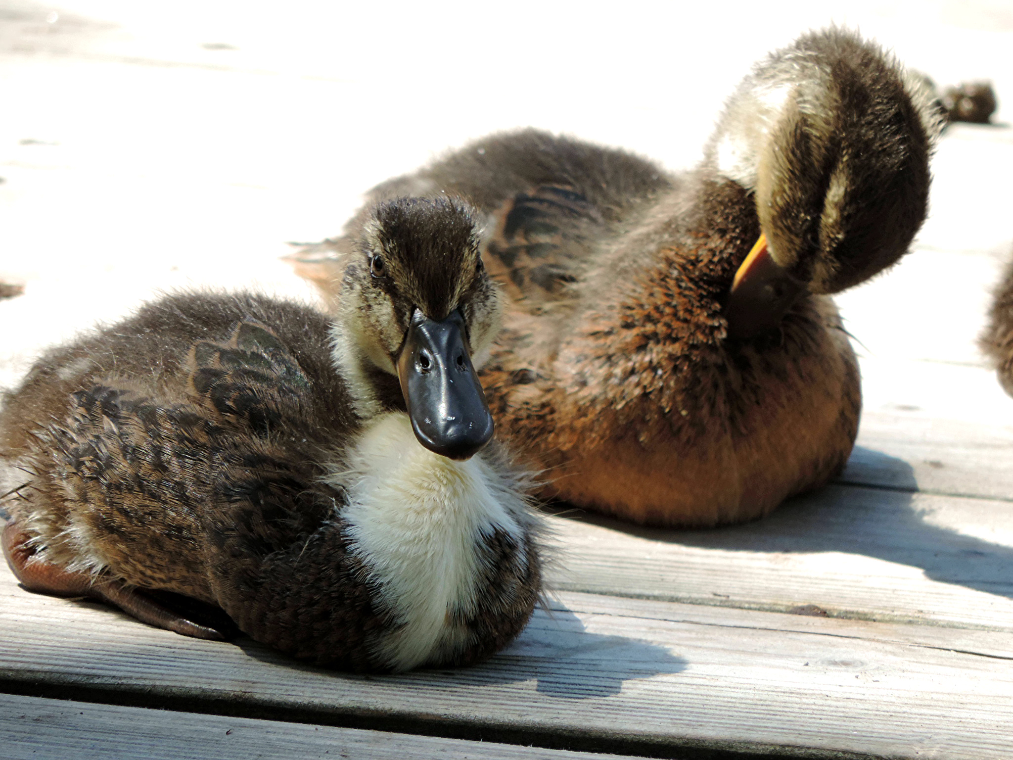 Entenfamilie am Steg