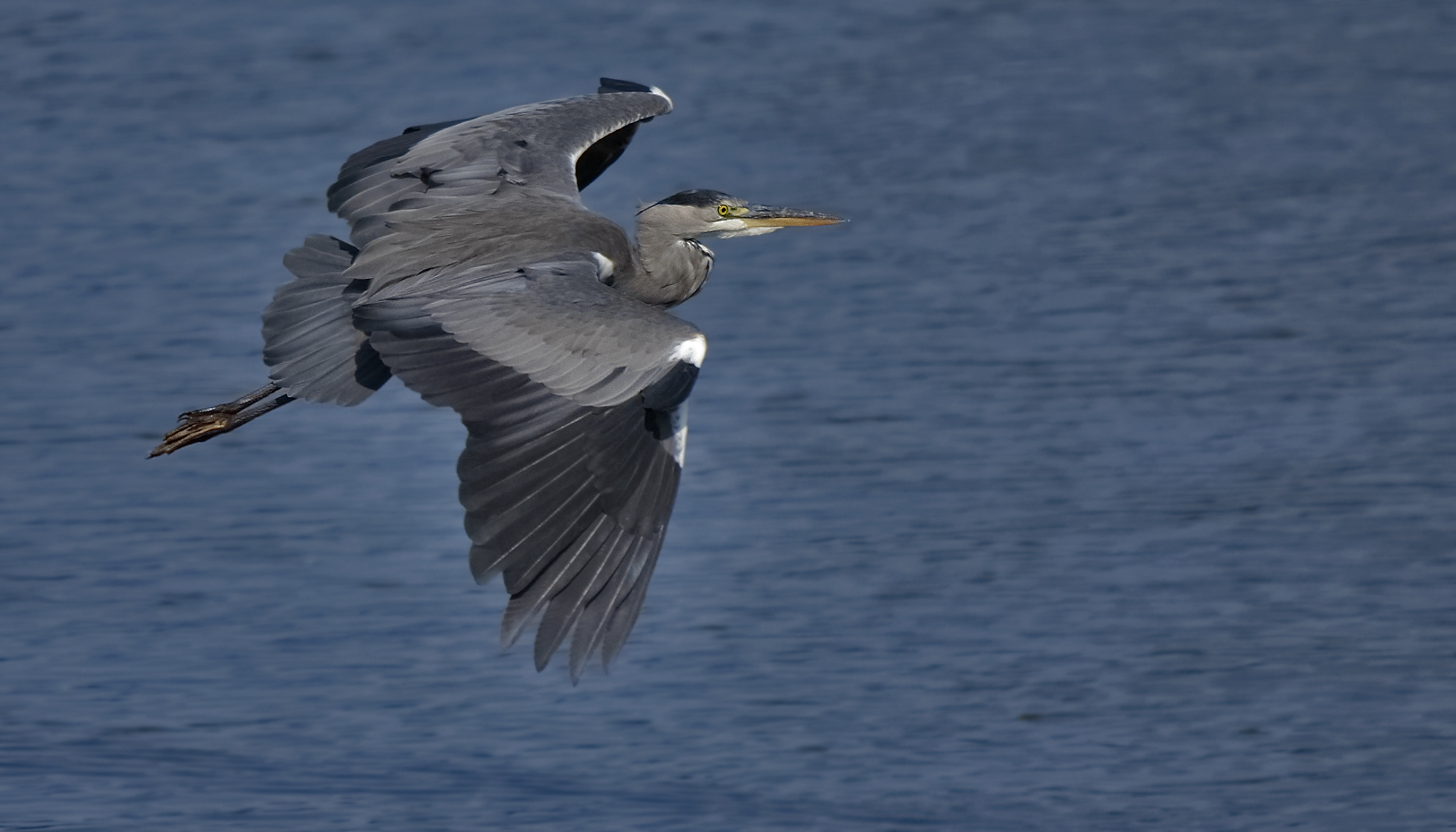 Graureiher (Ardea cinerea),