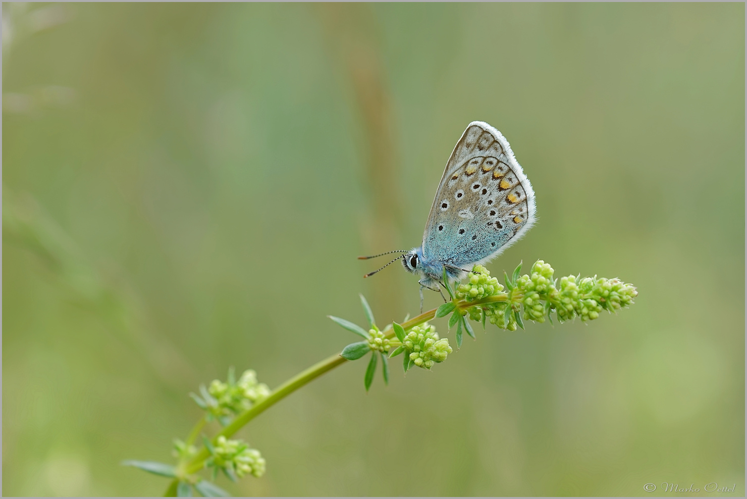 Hauhechel-Bläuling (Polyommatus icarus)