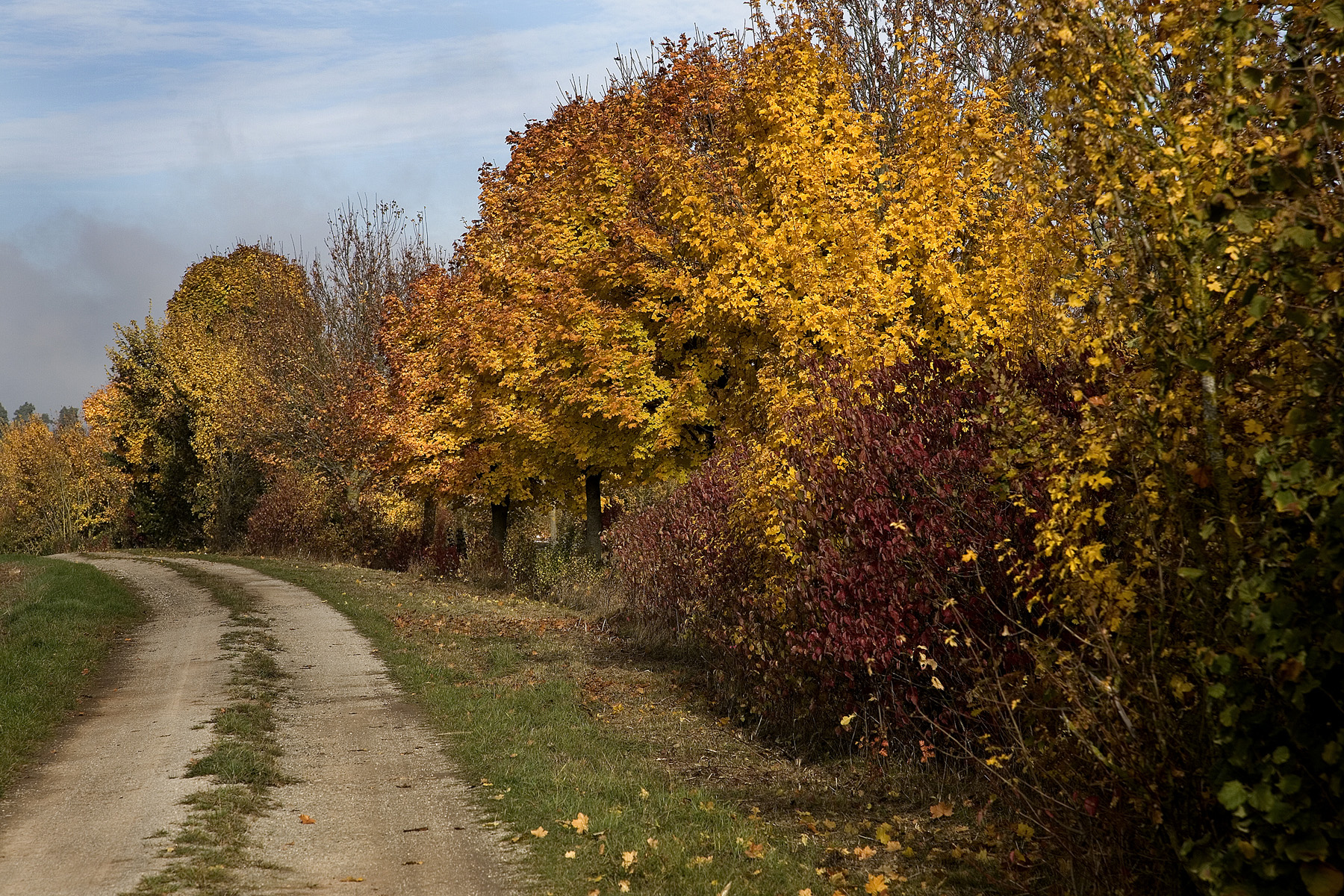 Herbstliche Allee