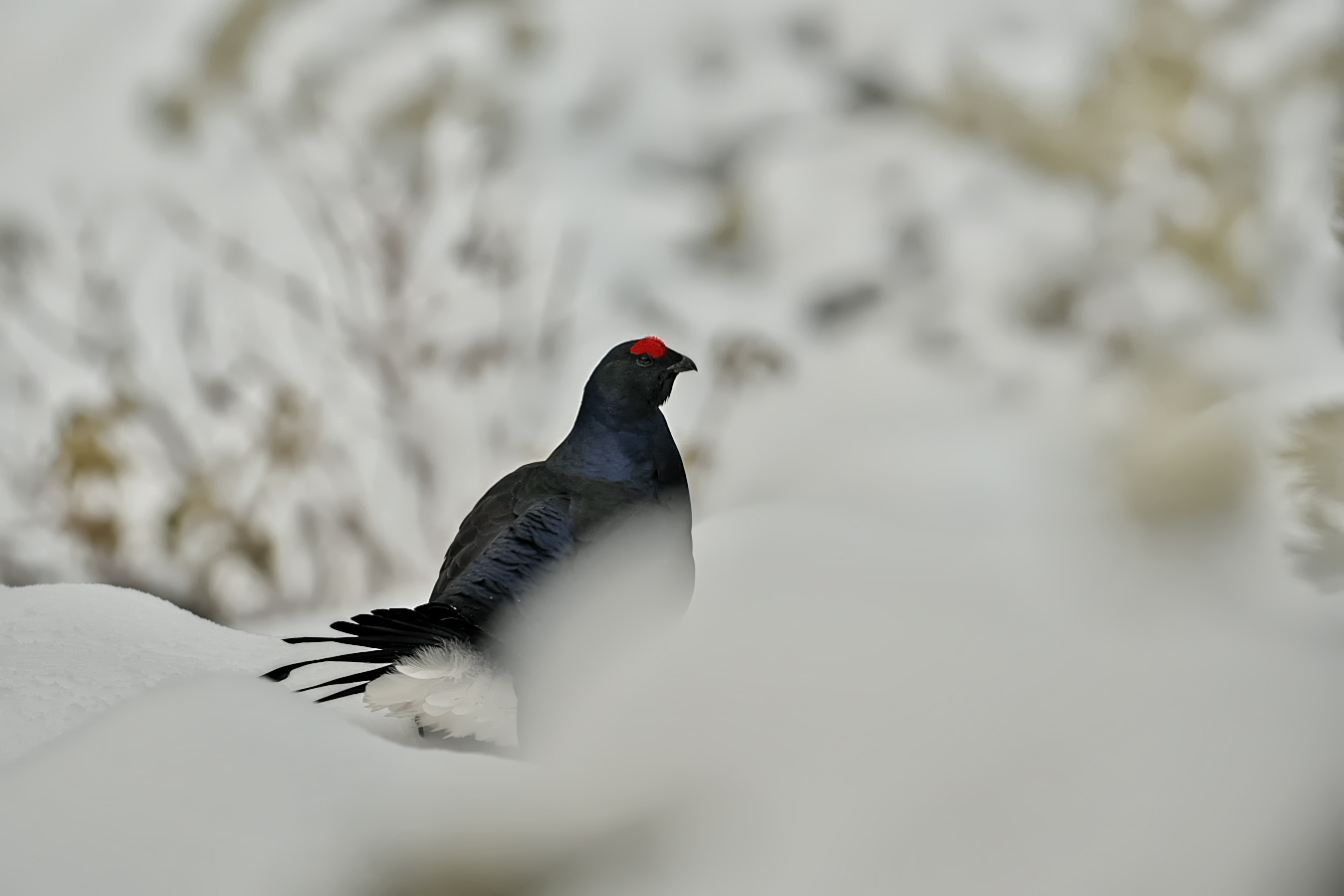 Herbstbalz im Schnee