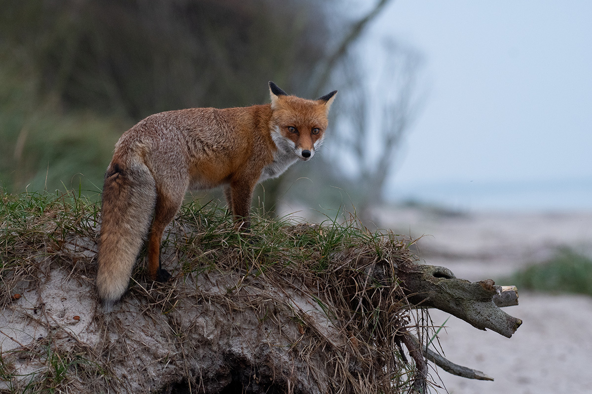 Strandfuchs 2