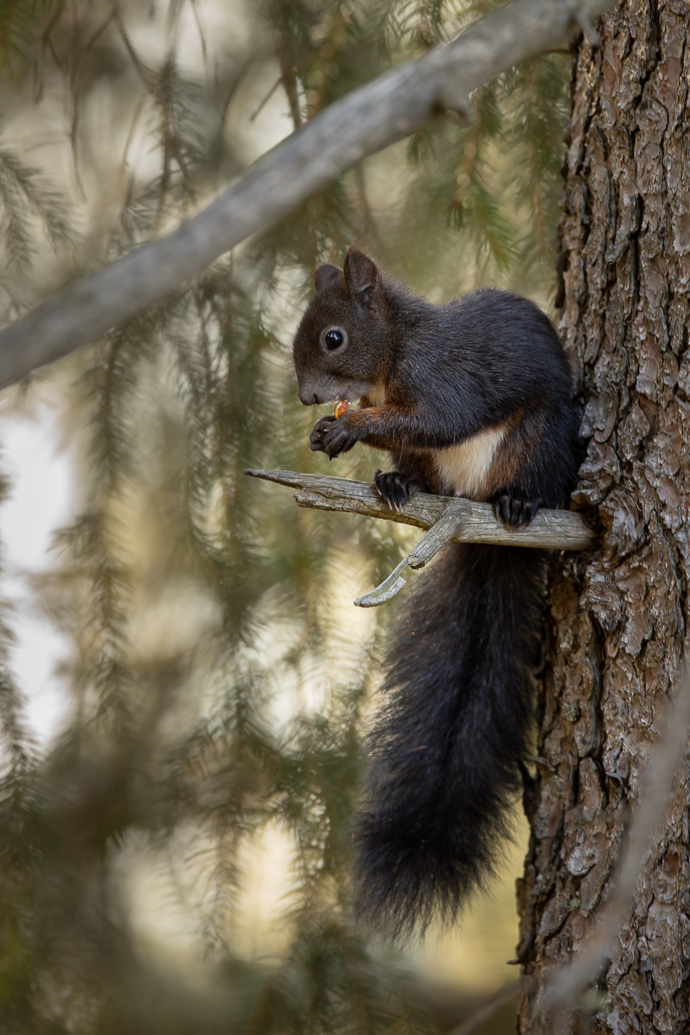 Eichhörnchen