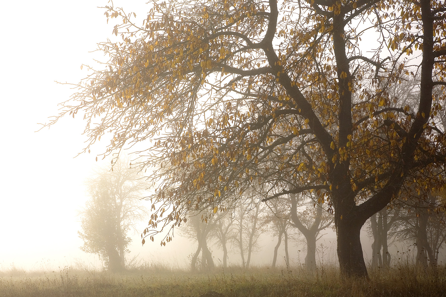 Im Nebel