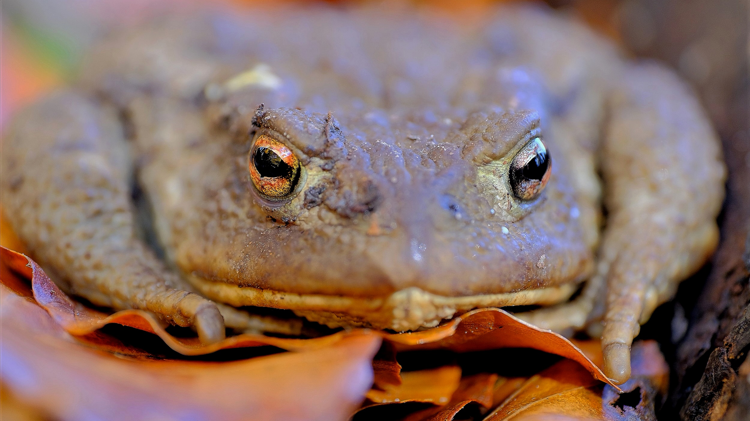 Erdkroete