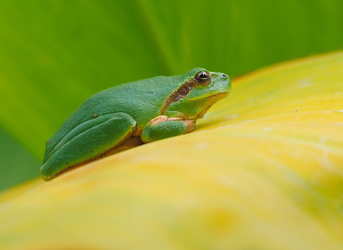 Laubfrosch am Morgen