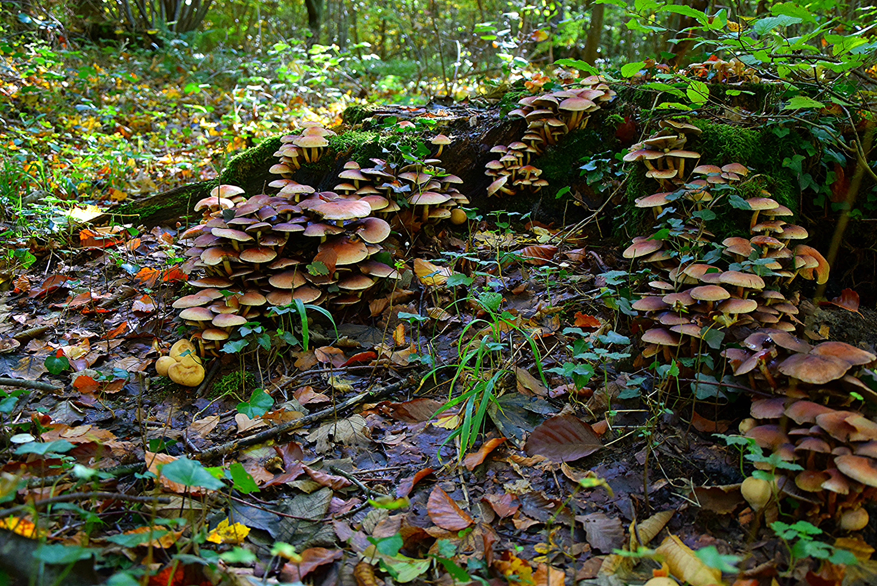 Im Pilzwald