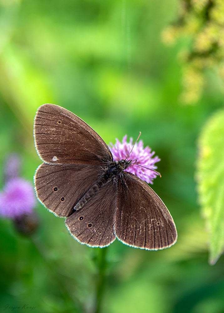 Brauner Waldvogel (Forum für Naturfotografen)