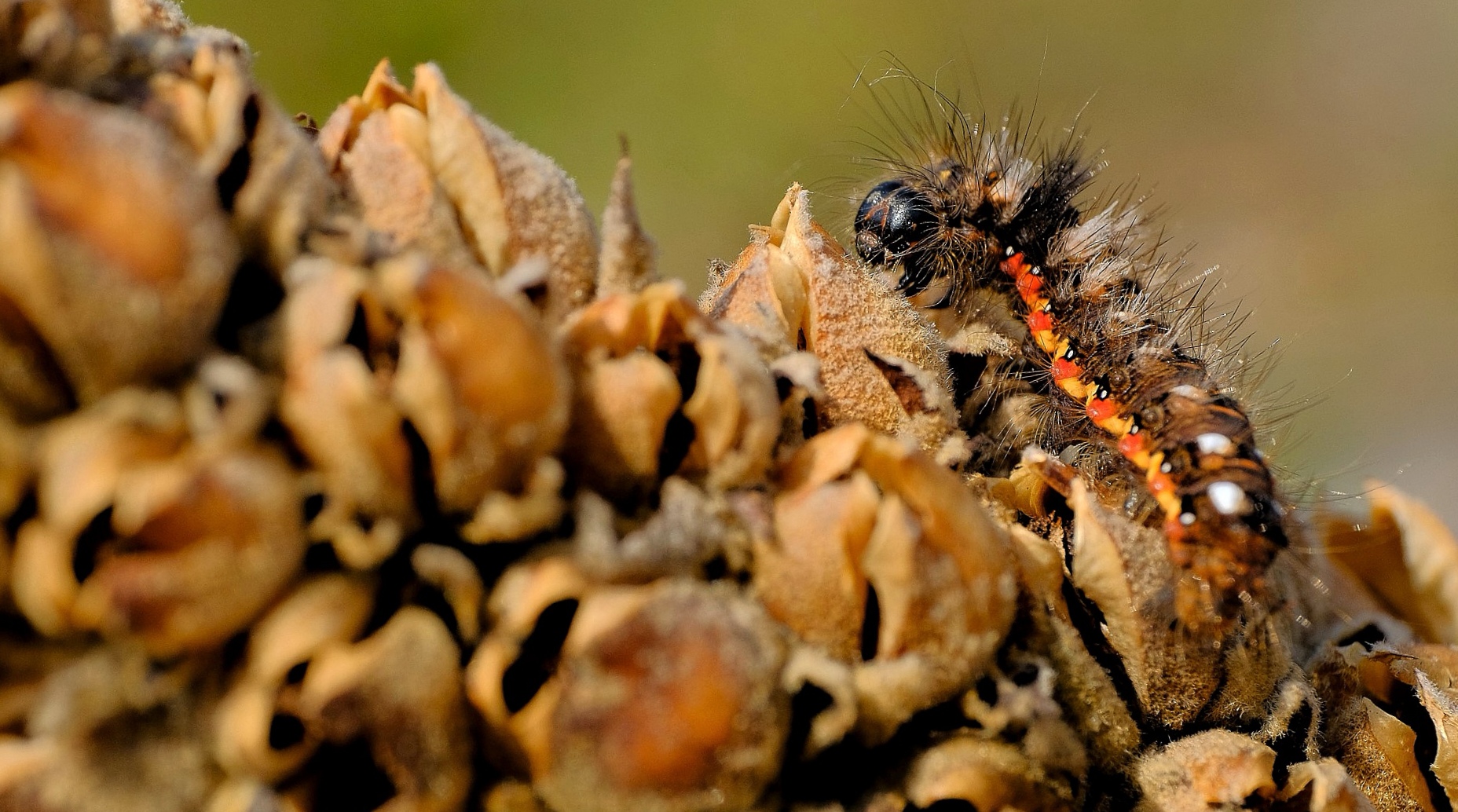 Ampfer- Rindeneulen Raupe