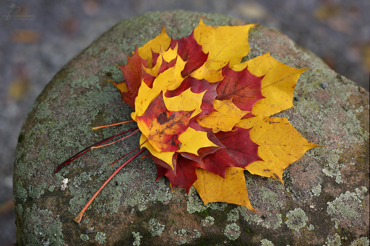 Die Farben des Herbstes