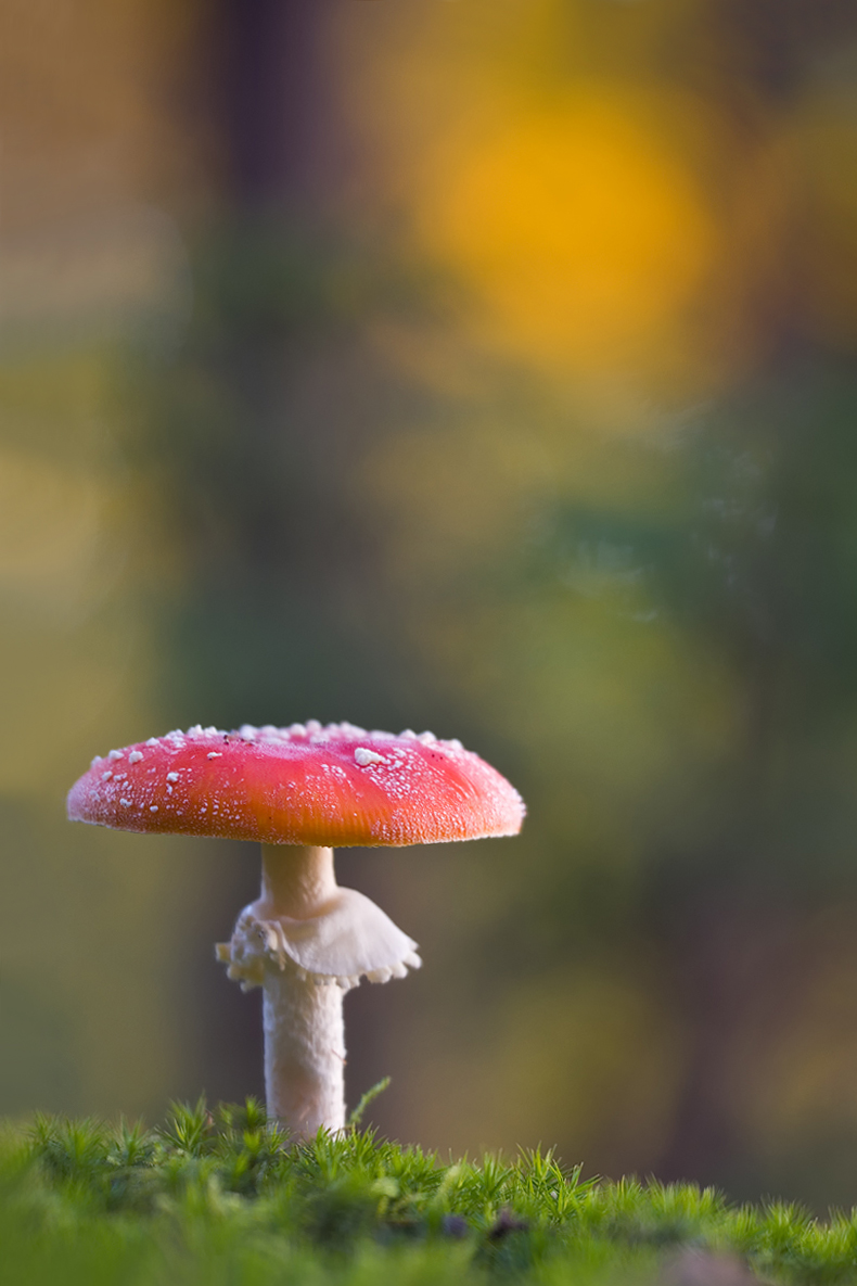 Herbstleuchten