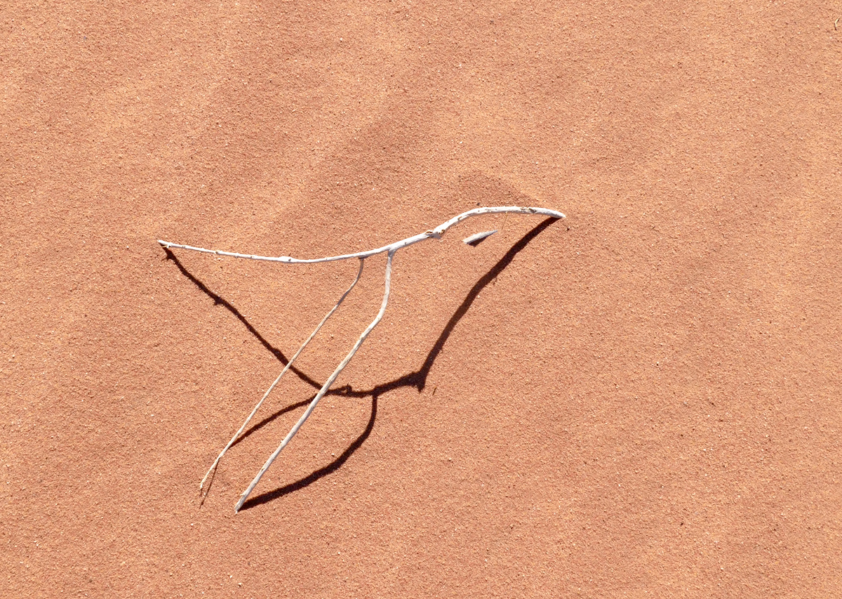 der Wüstenvogel von Wadi Ram ...