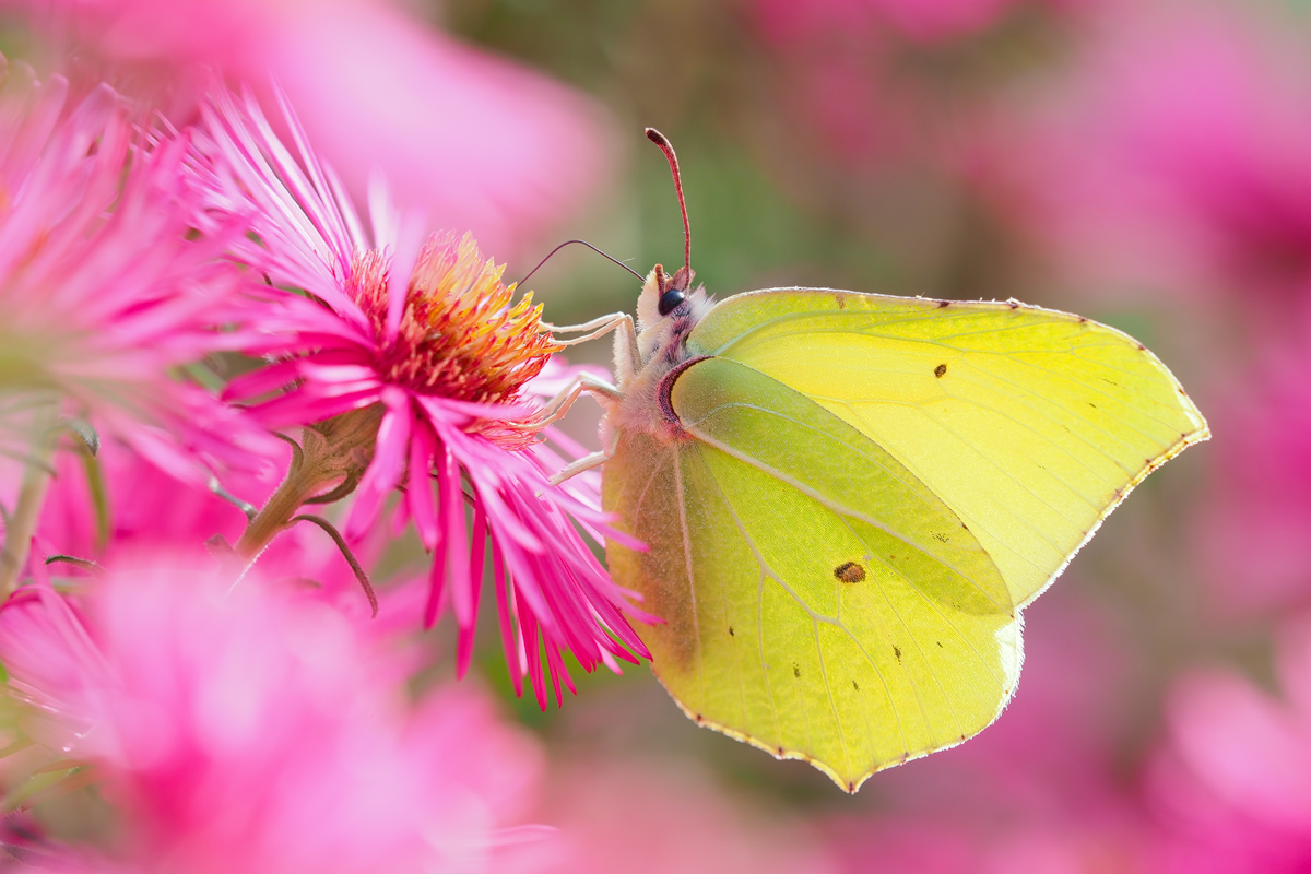 Zitronenfalter im Herbst,