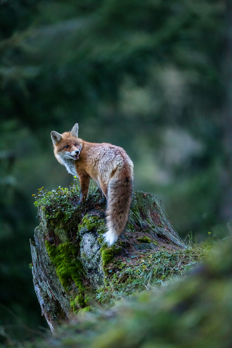 Draussen tief im dunklen Walde