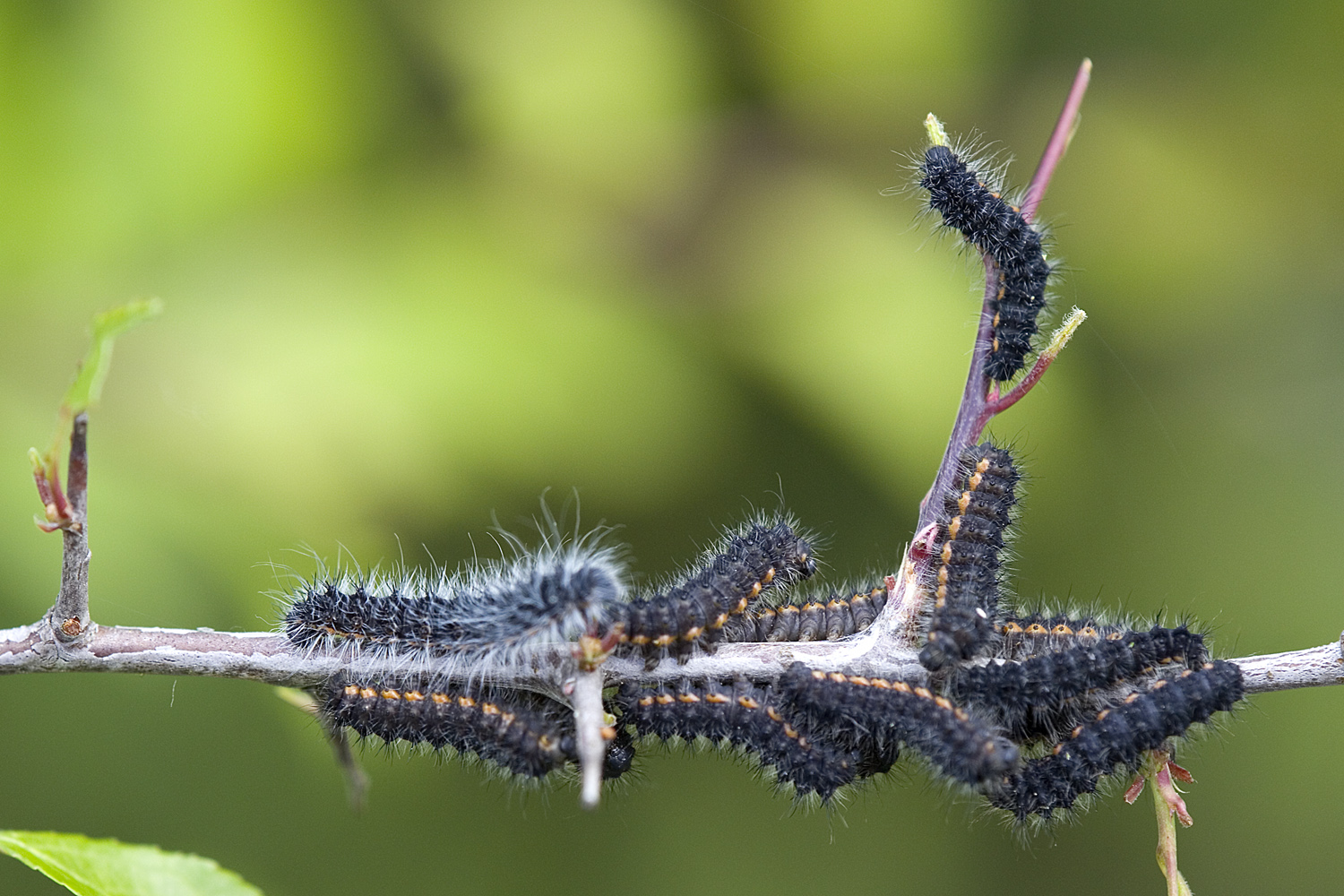 l2-l3-r-upchen-forum-f-r-naturfotografen