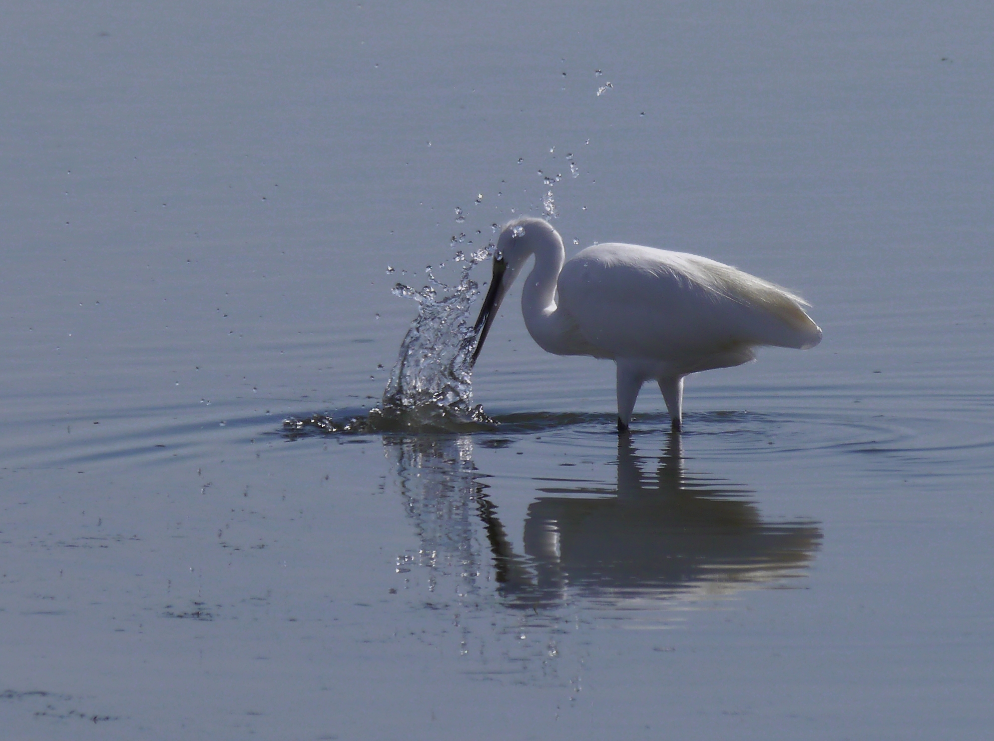 Die Reflexe des Wassers