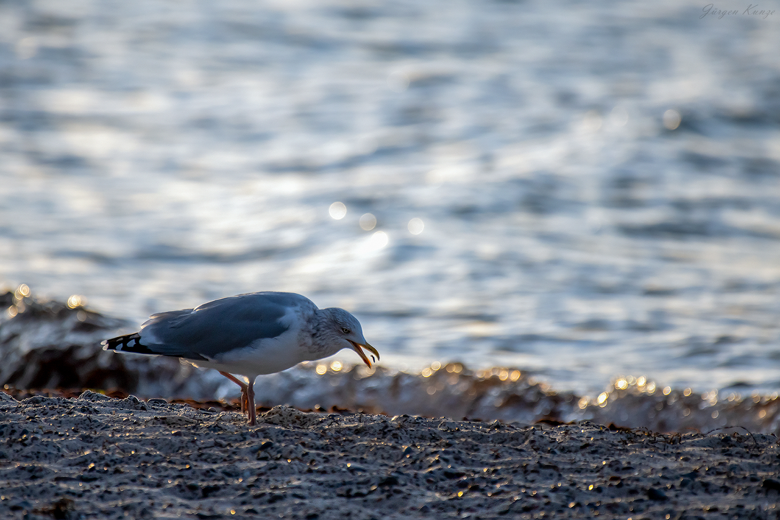 Strandmöwe