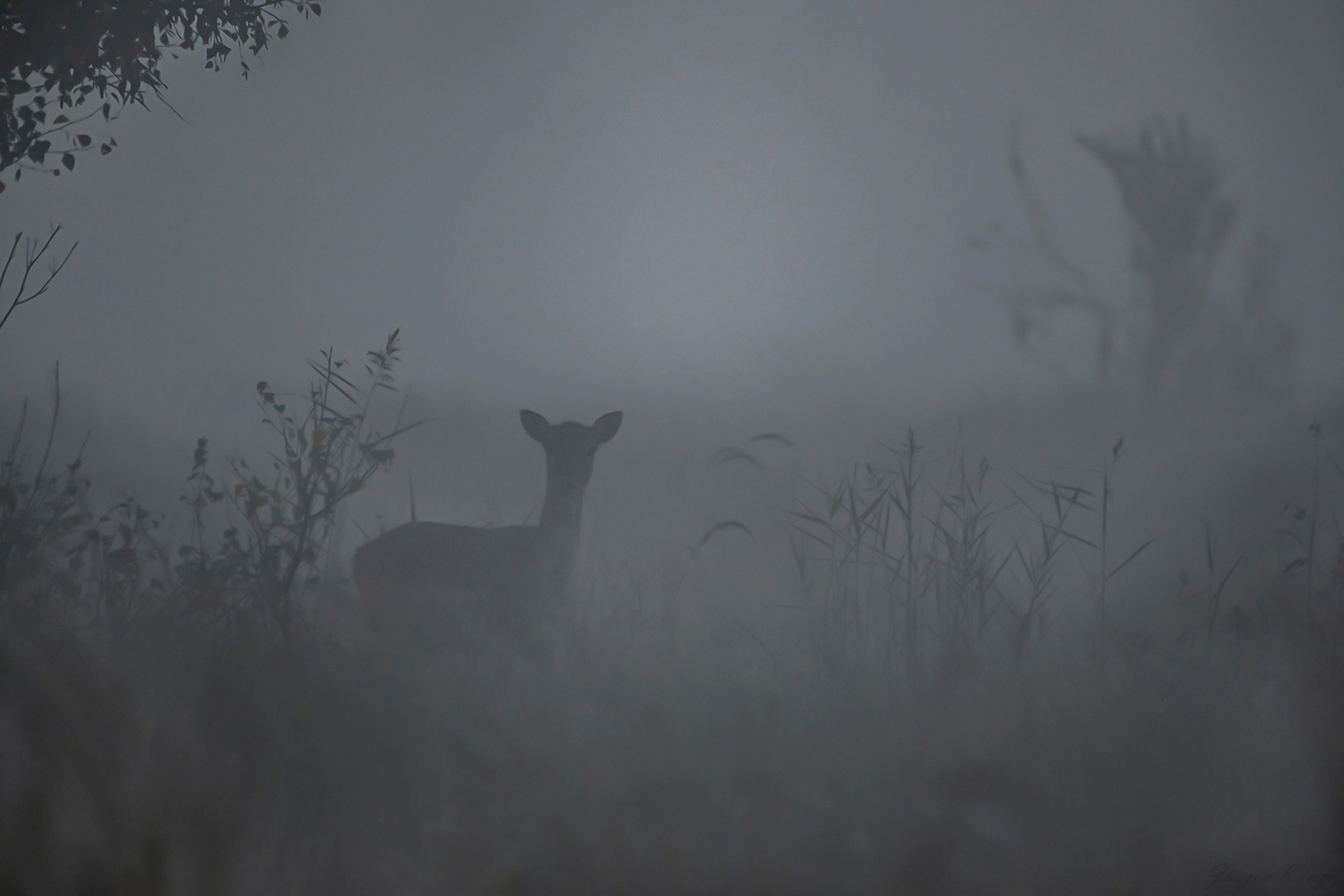 Darßnebel