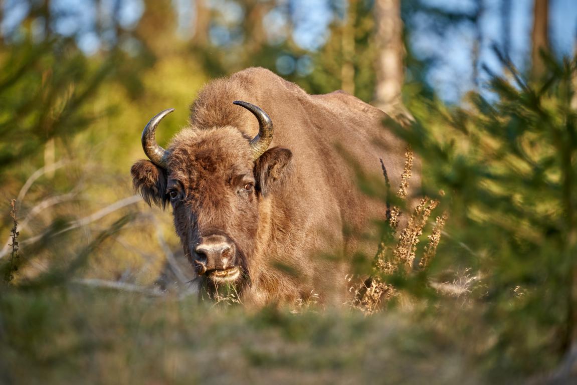 Wisent am Morgen...