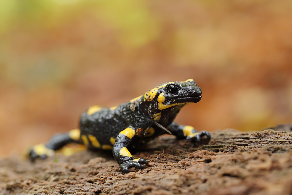 Salamandra