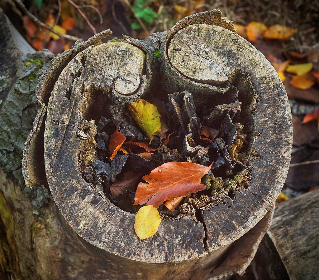 Der  hohle Zahn