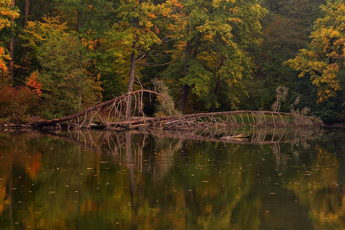 Herbst am Bärensee