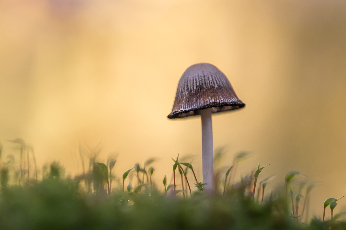 Einsam im Moos