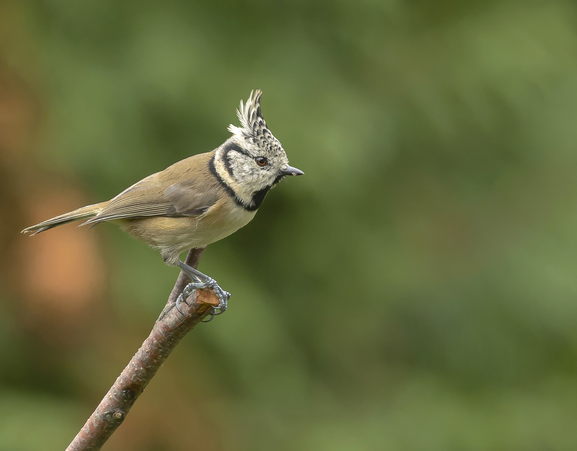 Mit Haube (Forum für Naturfotografen)