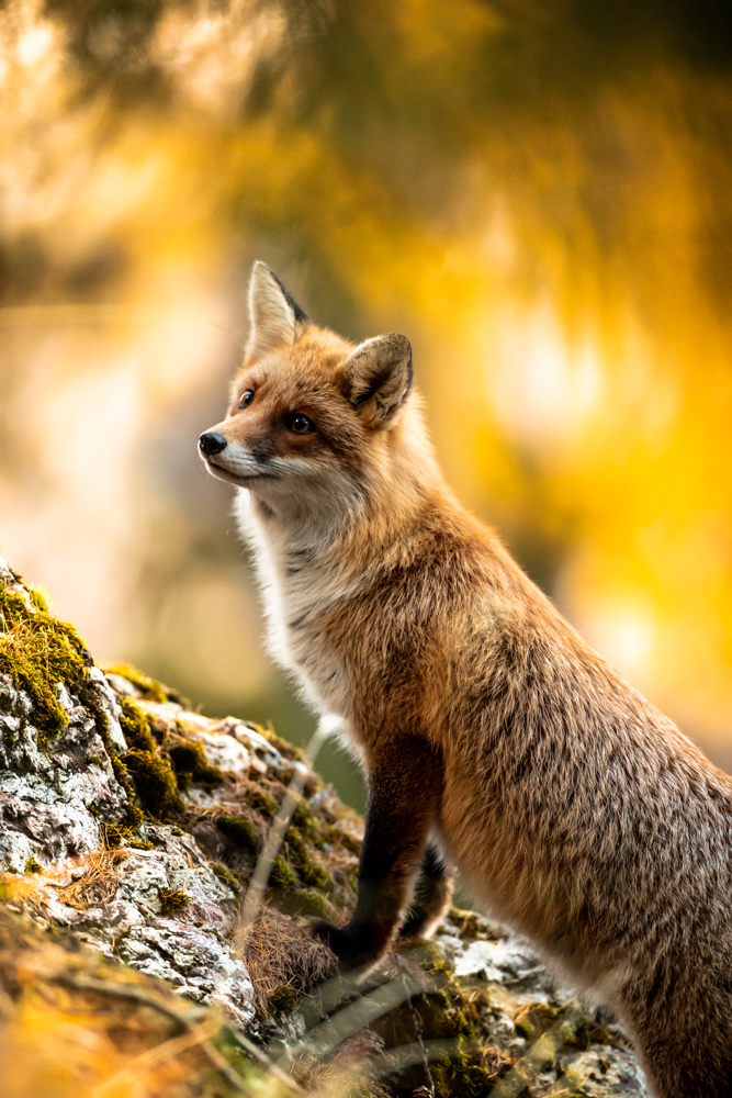 Fuchs im Zauber Wald