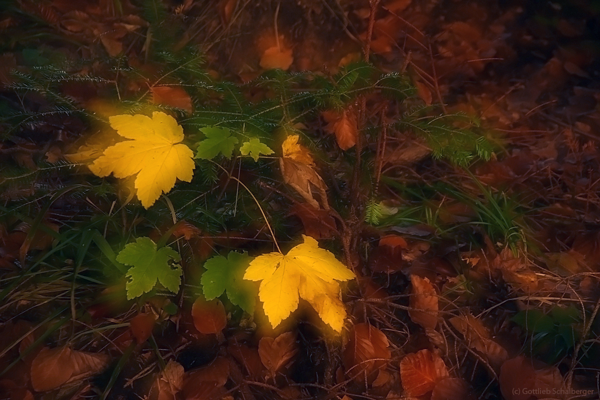 Ein kleiner Beitrag zur Feier des Herbstes