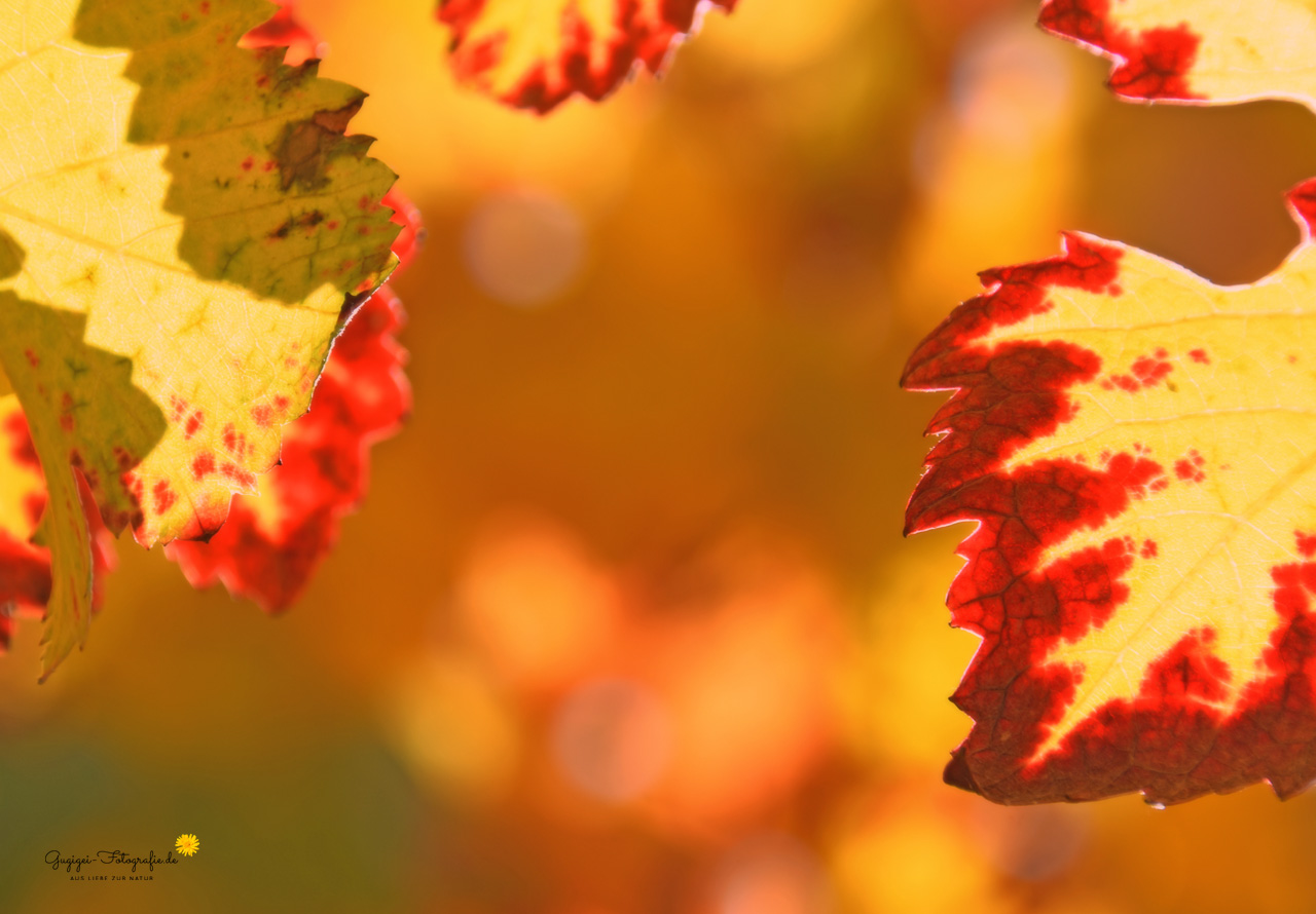 Herbst im Weinberg