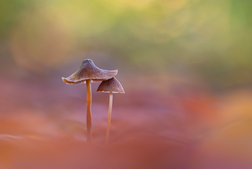 Herbstzeit