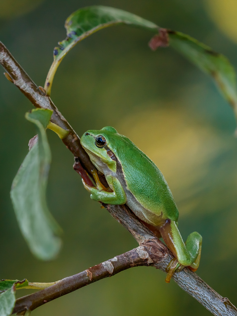 Baumfrosch ...