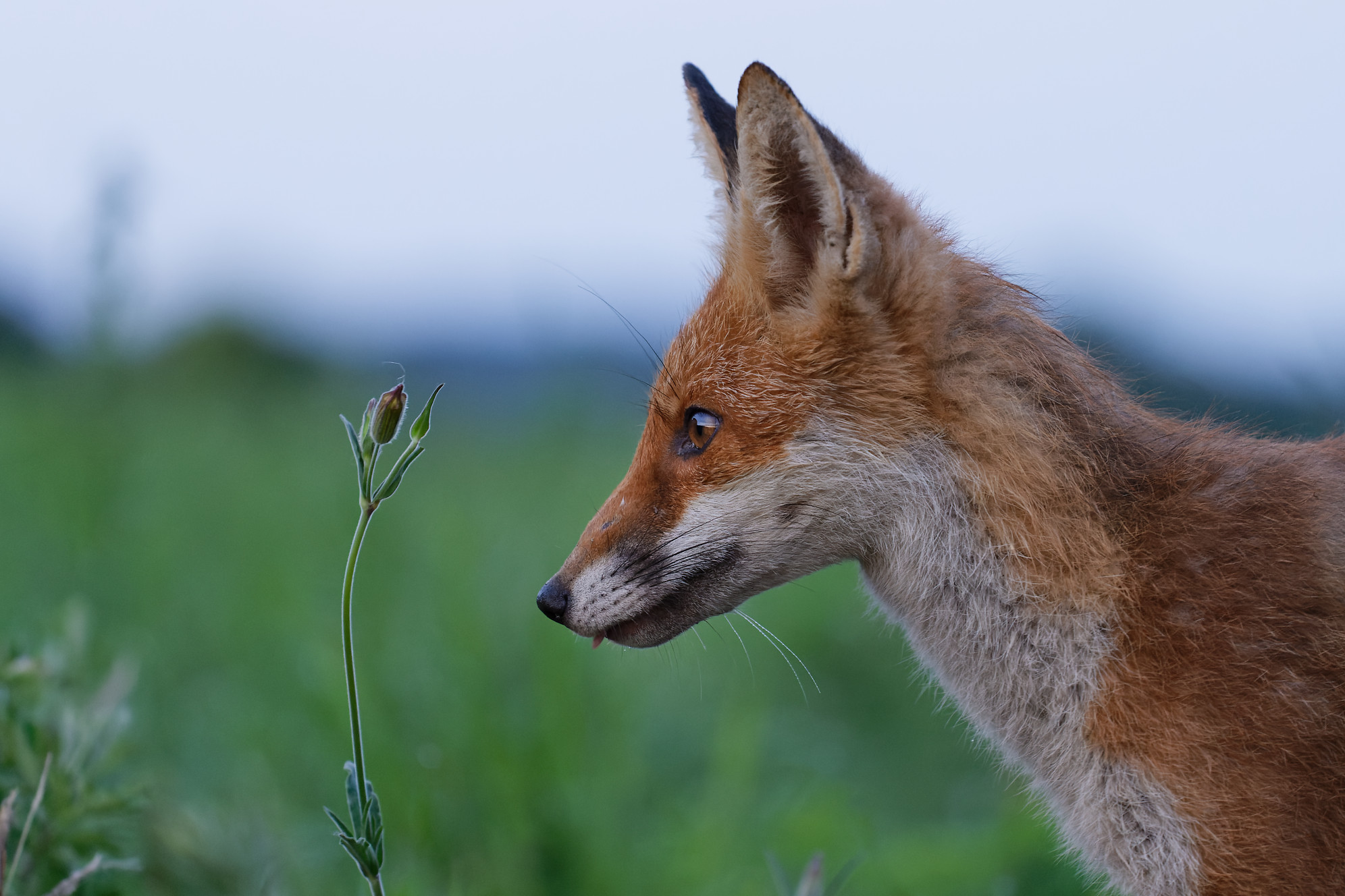 Rotfuchs mit Beute